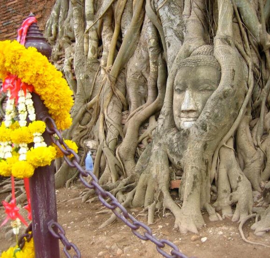 Buddha Tree - Ficus Religiosa - Religious Fig, SACRED FIG - 200 Seeds ...