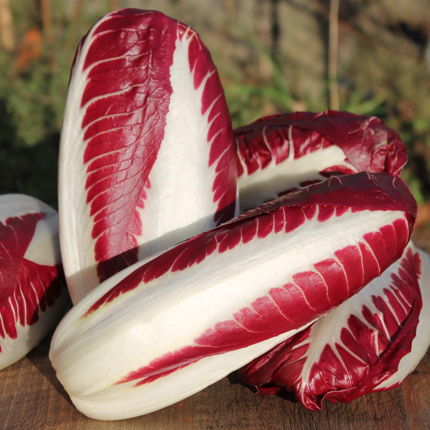 Radicchio seeds - Etsy.de