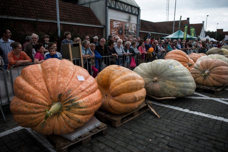 Cucurbita maxima Big Max pumpkin 4 Seeds image 1