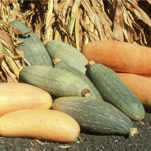 Può includere: Una collezione di zucche allungate in tonalità verde tenue e arancione chiaro, appoggiate su una superficie scura. Le zucche hanno una buccia liscia e soda e una forma cilindrica, con alcune variazioni di colore e leggere macchiettature.
