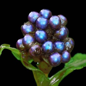 Pollia Condensata Metallic Blue Pearl 20 Seeds image 1