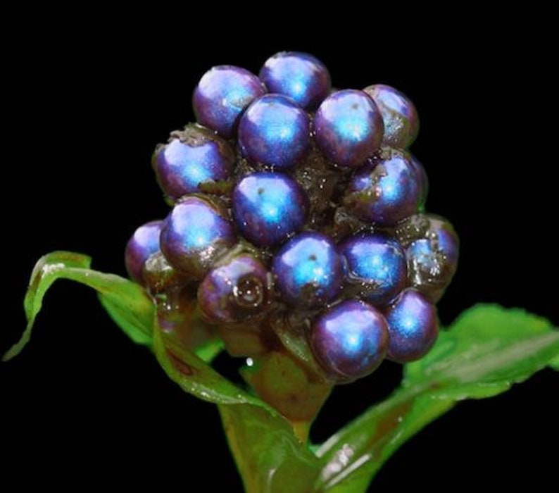 Pollia Condensata Metallic Blue Pearl 20 Seeds image 1