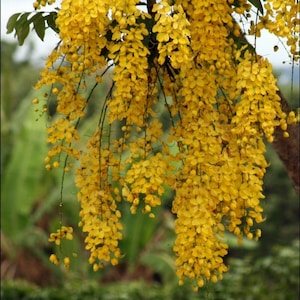 Golden Shower Tree - Cassia fistula - 10 Seeds