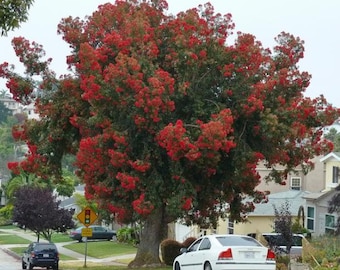 10 Eucalyptus ficifolia seeds - Albany Red Flowering Gum, Corymbia ficifolia Seeds