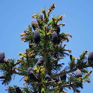 Abies pindrow West Himalayan Fir 20 Seeds image 2