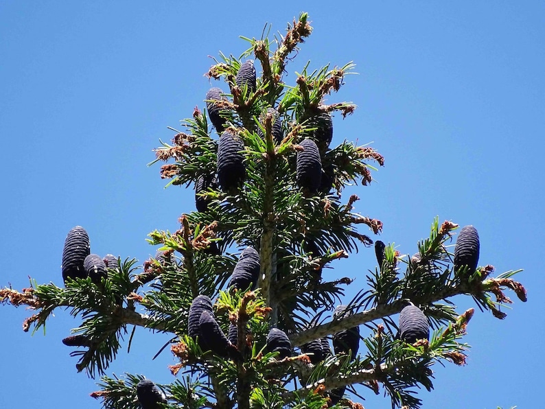 Abies pindrow West Himalayan Fir 20 Seeds image 2