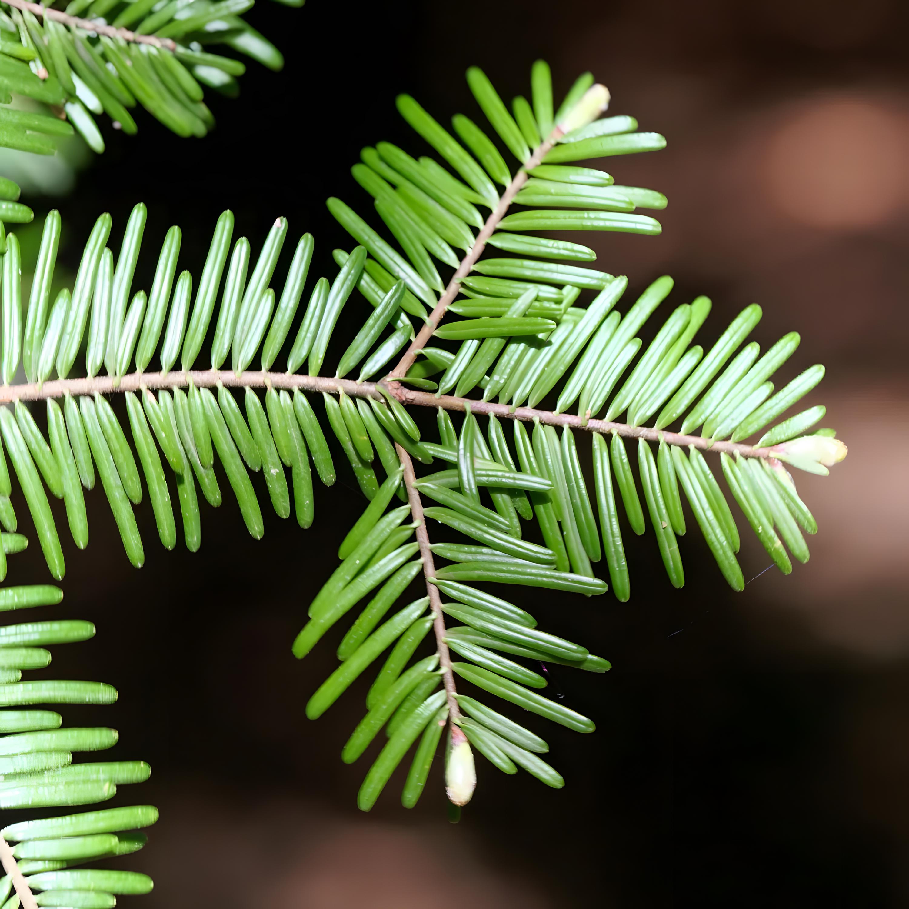 Abies grandis, Abeto gigante, Abete costiero, Albero di Natale - 20 semi