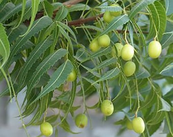 Neem tree Seeds - Azadirachta indica seeds