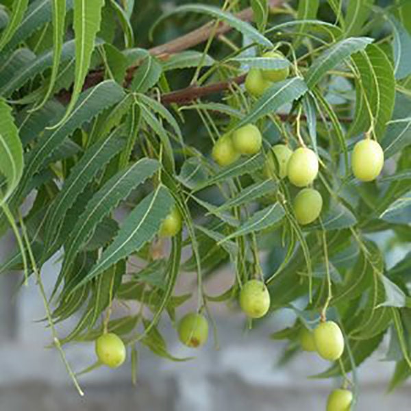 Neem tree Seeds - Azadirachta indica seeds