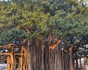 Ficus benghalensis INDIAN BANYAN FIG TREE SEEDS Sacred Shade Huge Bonsai 200 