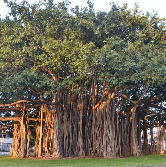 Ficus Benghalensis Tree Banyan Figue du Bengale Bonsaï Etsy