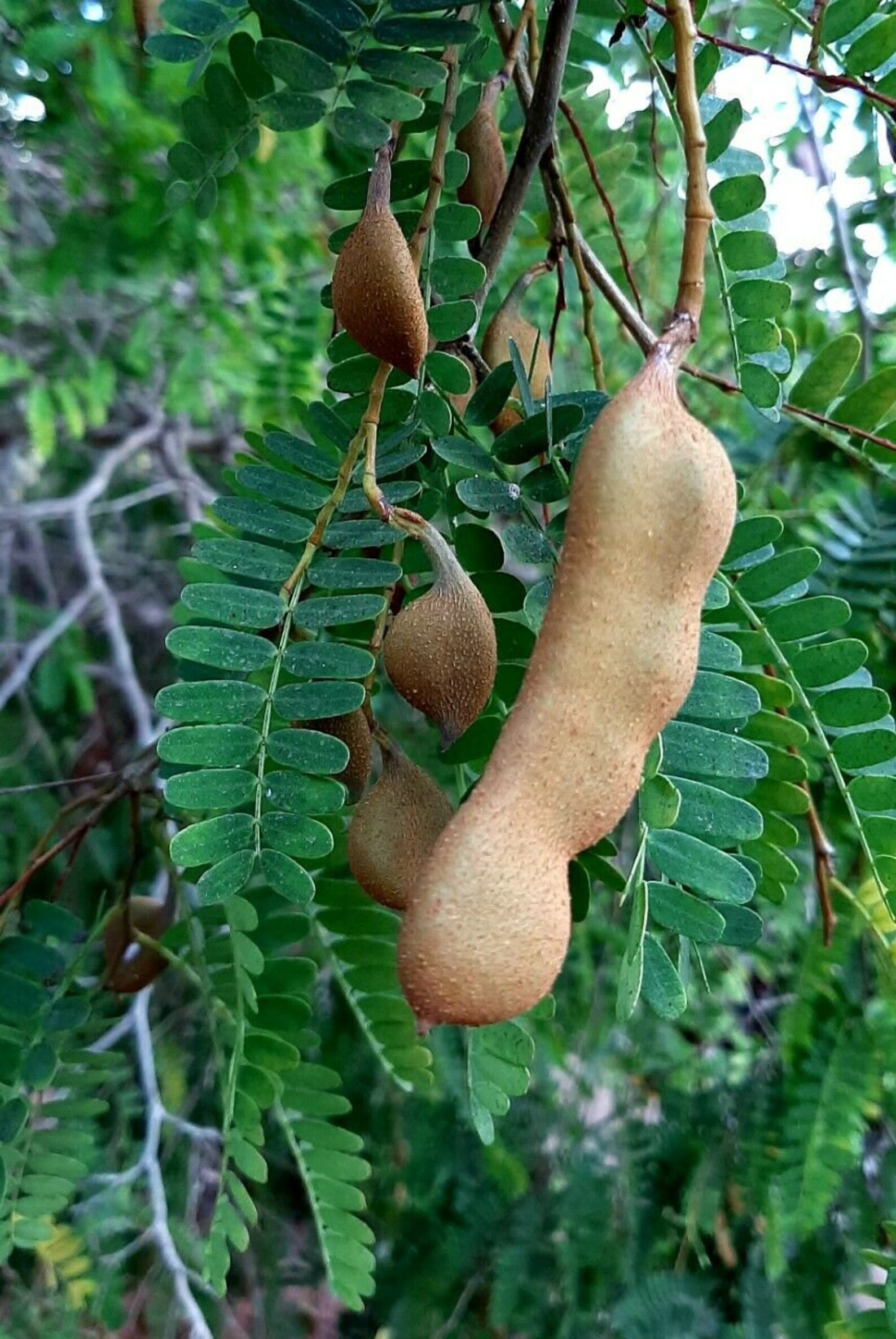 Tamarindus indica The Tamarind Tree 10 Fresh Seeds Etsy