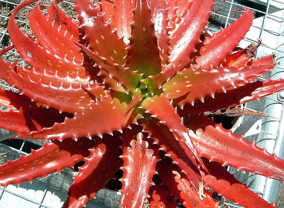 Aloe Cameronii - Rote Aloe Vera - Pflanzliche Sukkulente - 10 Samen -  Etsy.de
