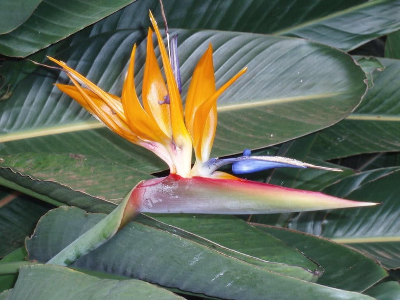 Strelitzia reginae Orange Bird of Paradise 5 Seeds Etsy