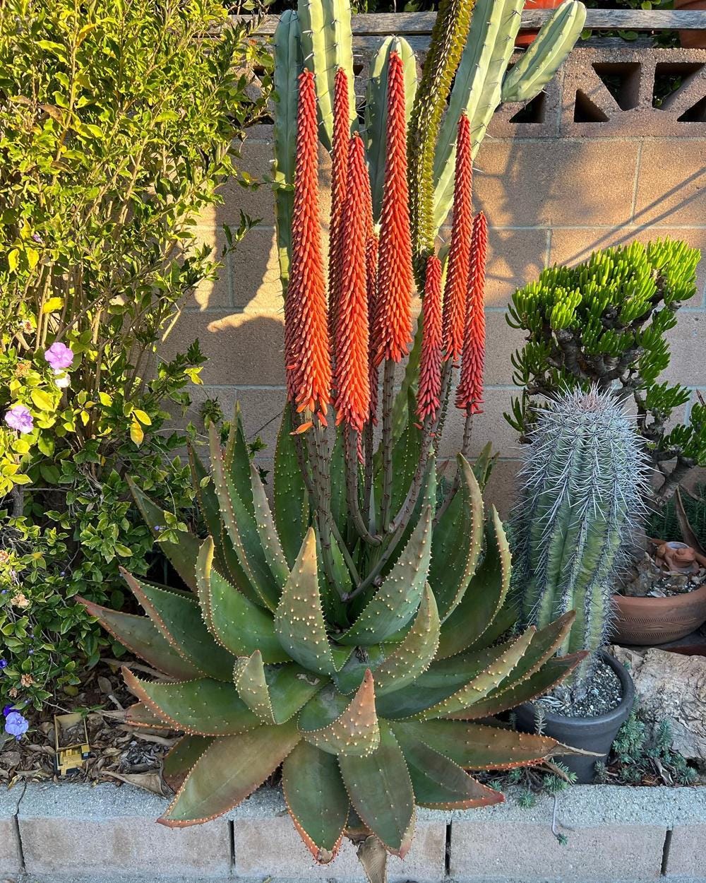 Aloe aculeata Ngopanie アロエ アクレアータゴッパニー Aloe aculeata Ngopanie アロエ アクレアータゴッパニー 【公式通販】