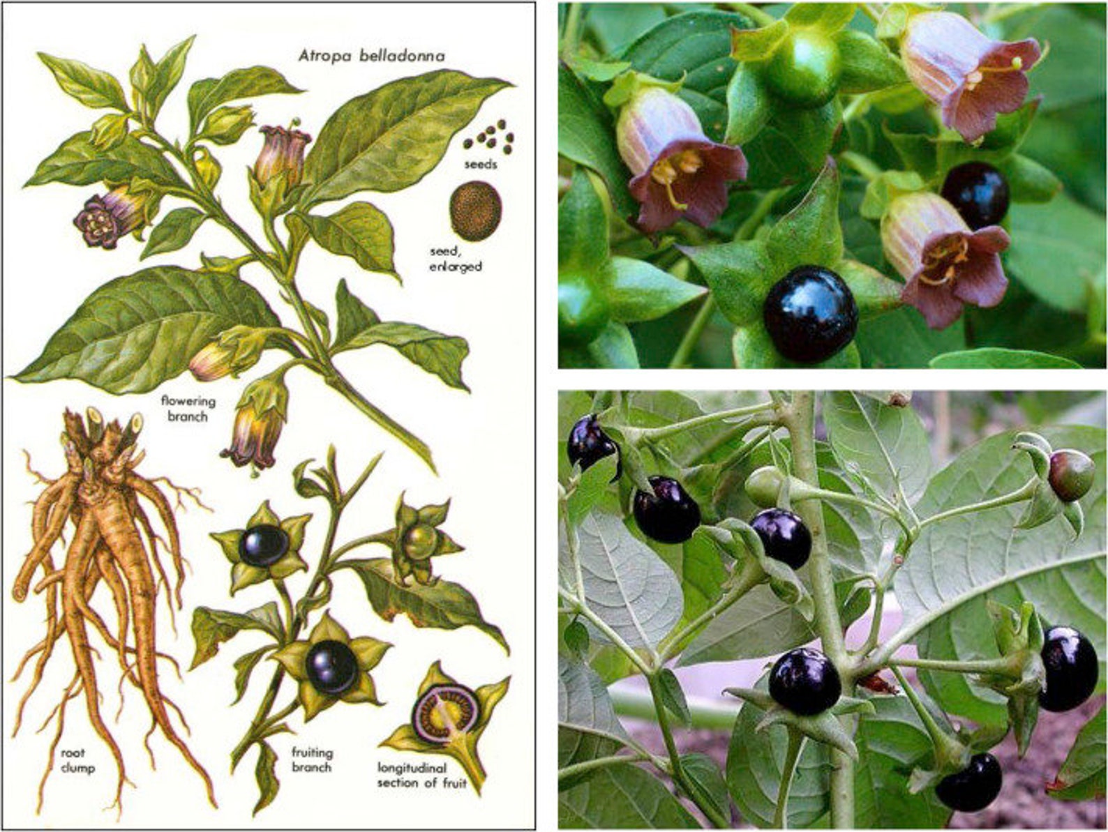 Atropa Belladonna Deadly Nightshade 20 Seeds Etsy