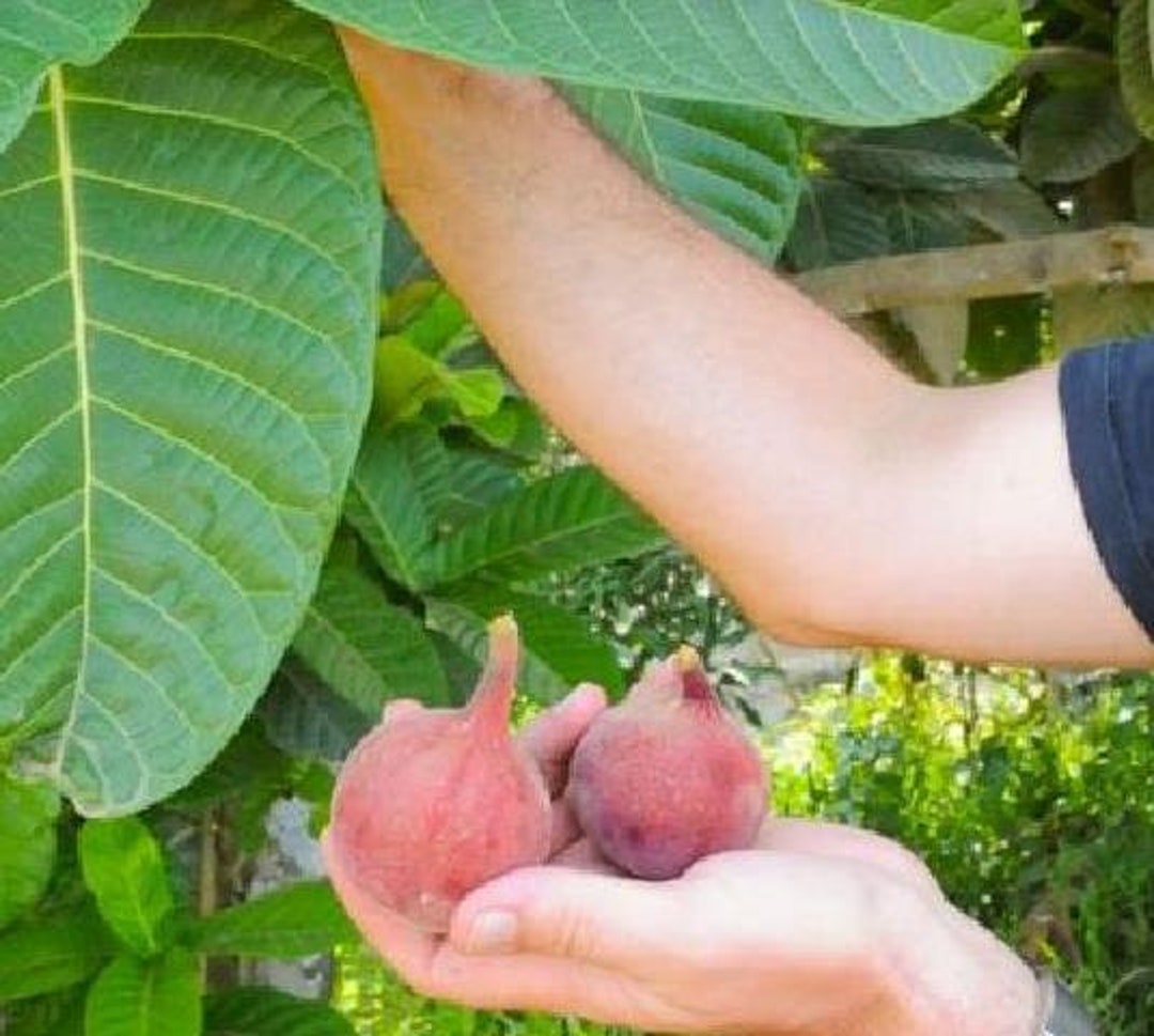 Ficus habrophylla ジャイアント リーフ イチジクレッド イチジクゴフ イチジクニュー カレドニア イチジク 種子 10 個 -  Etsy 日本