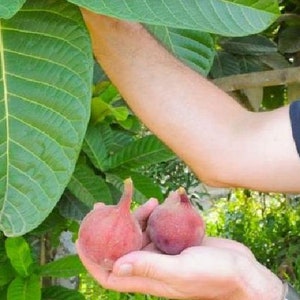 May include: Two ripe figs, one red and one purple, are held in a hand against a backdrop of green leaves.