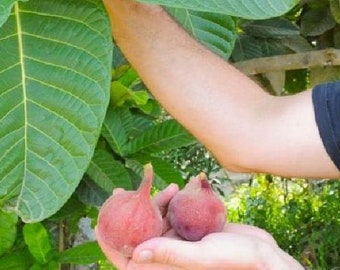 Ficus habrophylla - Giant Leaf Fig, Red Fig, Gof Fig, New Caledonia Fig - 10 Seeds