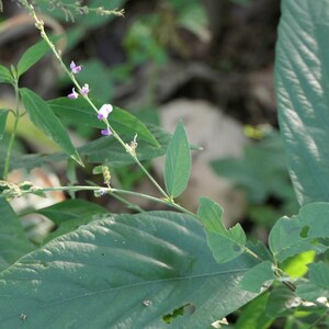 Desmodium gangeticum Seeds Salparni 10 Seeds image 3