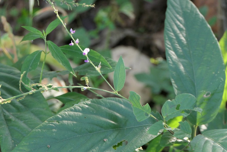 Desmodium gangeticum Seeds Salparni 10 Seeds image 3