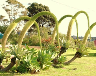 Agave Attenuata - Agave Coda di Volpe - Bellissima Agave Morbida - 10 Semi Freschi