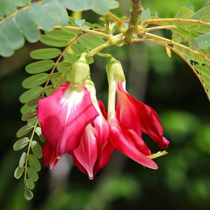 Roter Kolibribaum Sesbania Grandiflora - Rote Glyzinie - Scharlachroter Glyzinienbaum - 10 Samen