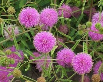 Nasiona Mimosa pudica, Roślina wrażliwa, Niecierpek, Śpiąca trawa, Bylina
