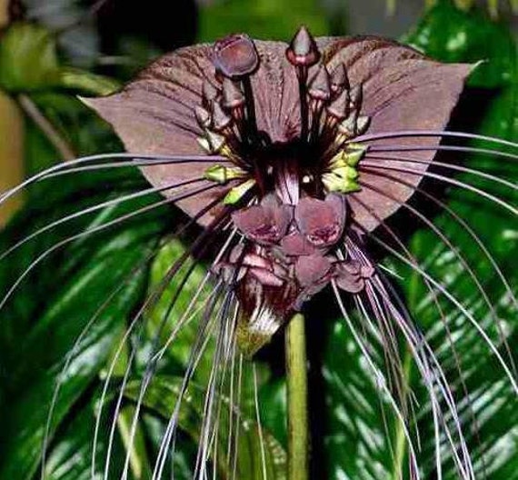 Tacca Chantrieri Flor de murciélago negro Orquídea Negra - Etsy España Tacca Chantrieri Flor de murciélago negro Orquídea Negra - Etsy España
