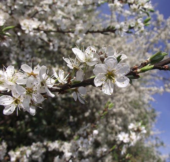 Blackthorn Tree Seeds (Prunus Spinosa) - Grow Your Own Sloe Berries For Gin - 20 Seeds