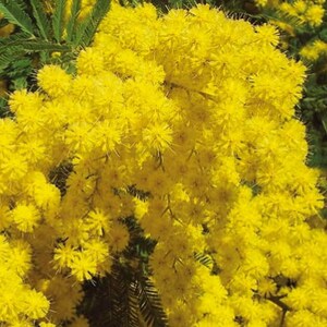 100 Acacia mangium Seeds, Black Wattle Seeds , Hickory Wattle, Mangium Seeds 画像 2