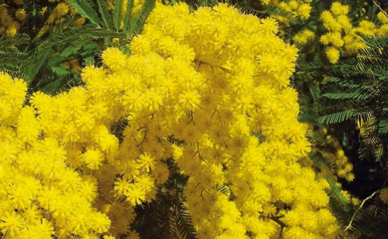 100 Acacia mangium Seeds, Black Wattle Seeds , Hickory Wattle, Mangium Seeds 画像 2