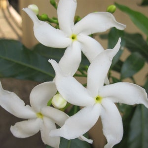 Tabernaemontana divaricata Crape Jasmine, East India Rosebay 5 seeds image 3