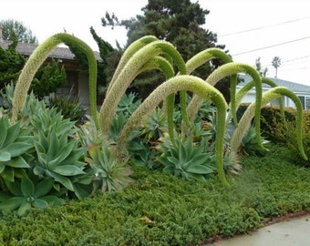 Agave Attenuata Seeds Fox Tail Agave Evergreen Succulent