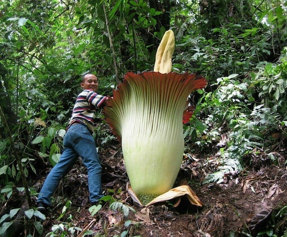 アモルフォファルス パエオニイフォリウス アモルフォファルス・パエオニイフォリウス -Amorphophallus