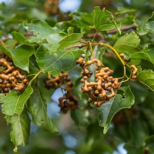 Hovenia dulcis Seeds, Japanese Raisin Tree - 5 Seeds