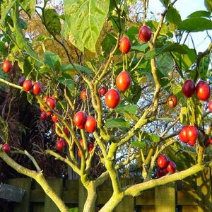 Puede incluir: Un árbol cargado de numerosas frutas rojas de forma ovalada, colgando de ramas delgadas. El tronco y las ramas del árbol son de color verde claro, con hojas verdes. El fondo incluye una valla de madera y un atisbo de luz solar.