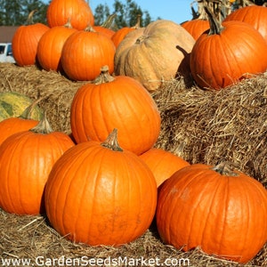 Cucurbita maxima Big Max pumpkin 4 Seeds image 3