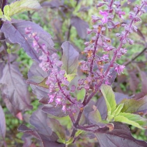 Ocimum sanctum zaden, Krishna Tulsi heilige basilicum, paars blad, natuurlijk kruid - 200 zaden