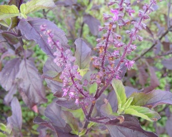 Ocimum sanctum Samen, Krishna Tulsi Heiliges Basilikum, lila Blatt, natürliches Kraut - 200 Samen