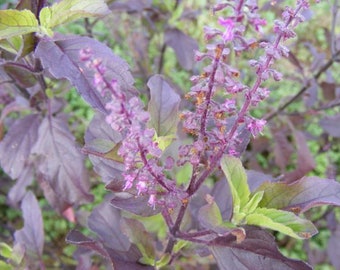 SANTO TULSI ALBAHACA Krishna (Ocimum sanctum) 200 verdadera herencia de semillas orgánicas nonGMO nonhybrid Ayurvedic Shyama tulasi Hindu healing sacred herb