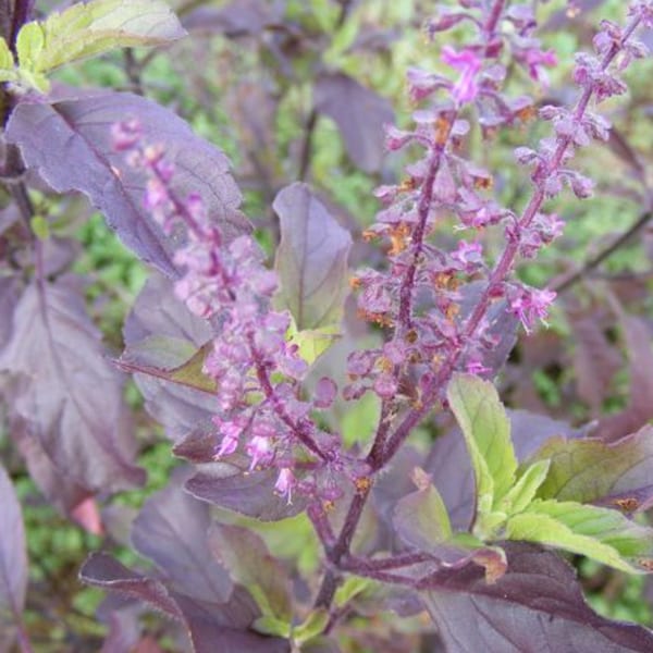 HOLY TULSI BASIL Krishna (Ocimum sanctum) 200 vraies semences biologiques héritage non GMO nonhybride Ayurvédique Shyama tulasi hindou guérison herbe sacrée