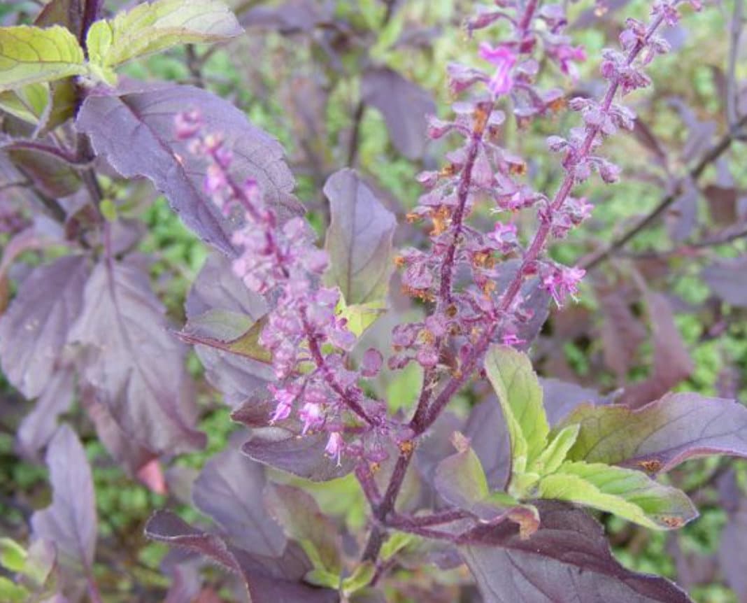 Ocimum sanctum Seeds, Krishna Tulsi Holy Basil, Purple Leaf, Natural Herb - 200 Seeds