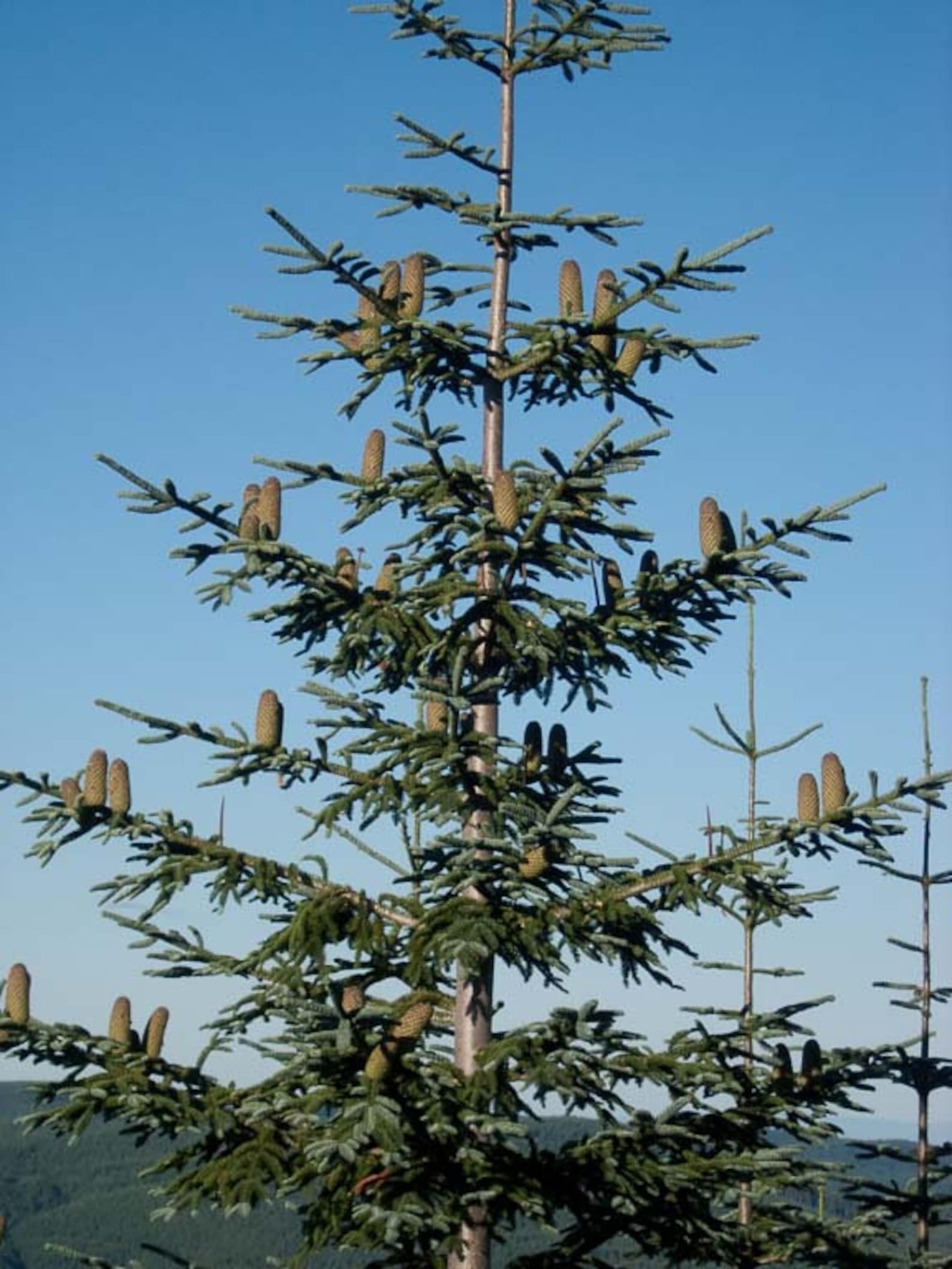 Abies Nobilis Procera Noble Fir Red Fir Christmas Tree XMAS Etsy
