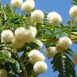 Acacia sieberiana Paperbark Thorn 10 Seeds image 1