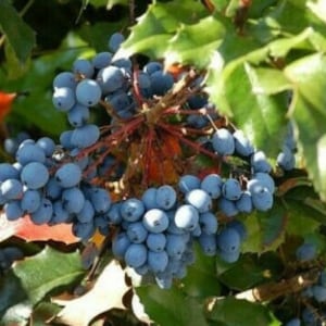 Könnte beinhalten: Nahaufnahme einer Traube blauer Beeren, die an einem grünen Busch wachsen. Die Beeren sind rund und prall und in einer dichten Traube angeordnet. Der Busch ist mit grünen Blättern bedeckt.