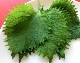 Green Shiso, Perilla frutescens seeds, tangy Japanese herb, sushi bar, Asian heirloom, cool weather, fragrant and delicious