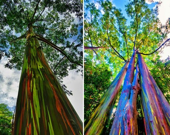 Eucalyptus deglupta Seeds ( Rainbow Eucalyptus )  - Beautiful rare tree