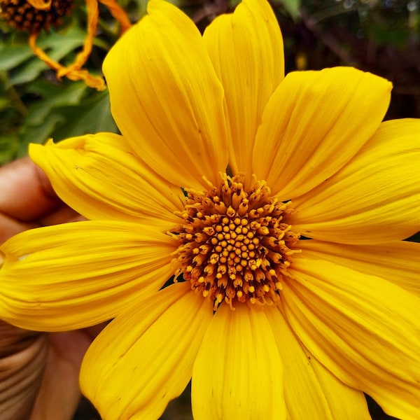 Tithonia diversifolia / Mirasolia diversifolia - Tournesol japonais, Souci des arbres, Tournesol mexicain, Tournesol mexicain - 20 Graines