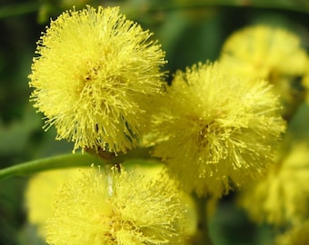 Acacia decurrens - Frühe schwarze Wattle - 20 Samen